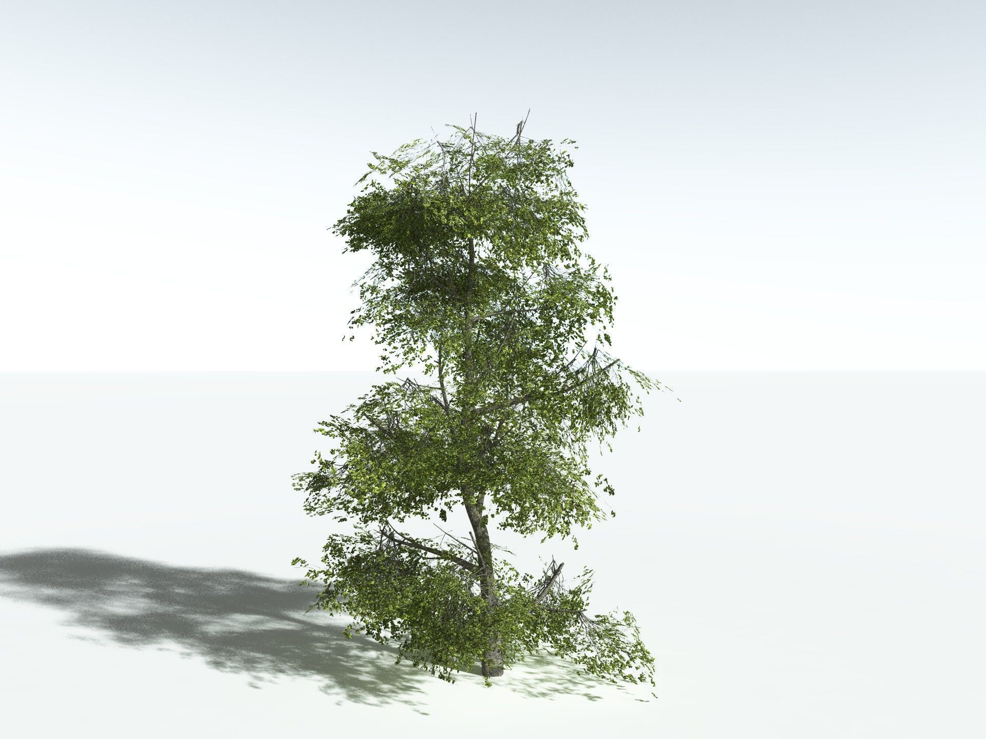 EVERYPlant Red Mangrove 3D model_27