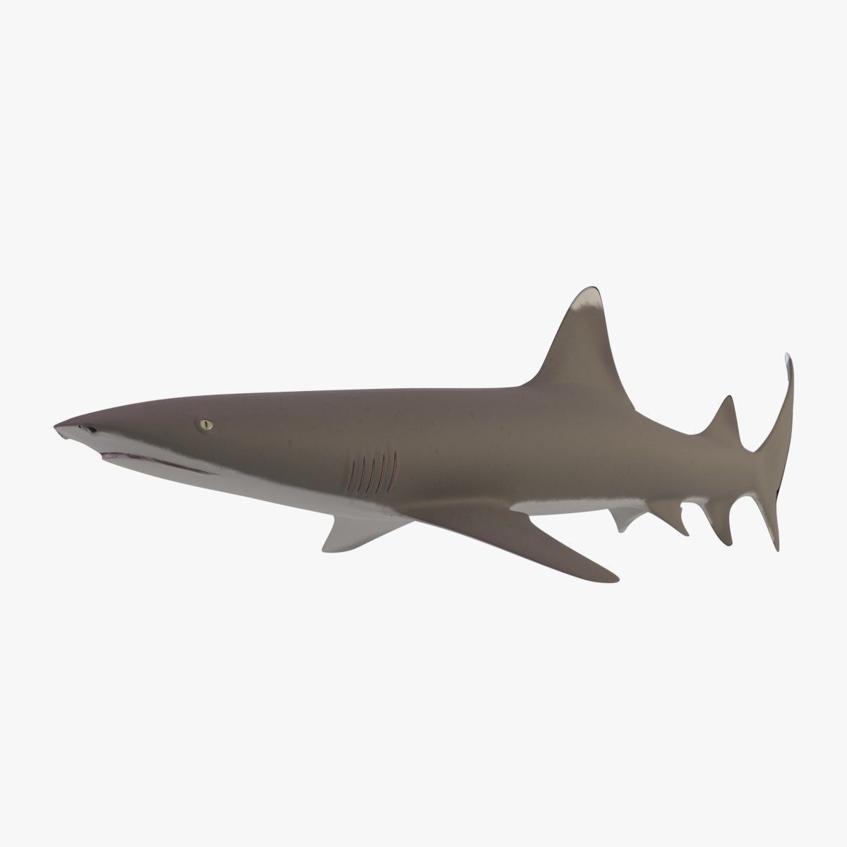 Whitetip Reef Shark Low-poly 3D model_1