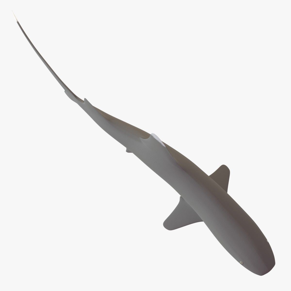 Whitetip Reef Shark Low-poly 3D model_14