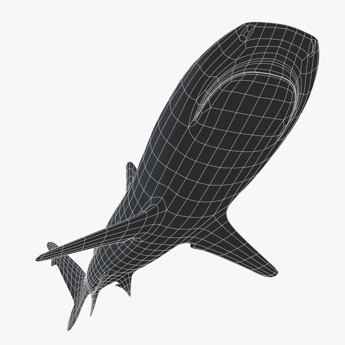 Whitetip Reef Shark Low-poly 3D model_13