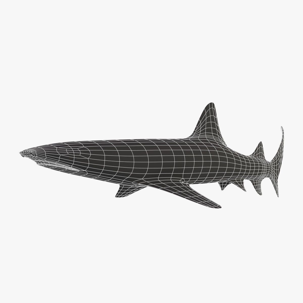 Whitetip Reef Shark Low-poly 3D model_5