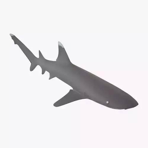 Whitetip Reef Shark Low-poly 3D model