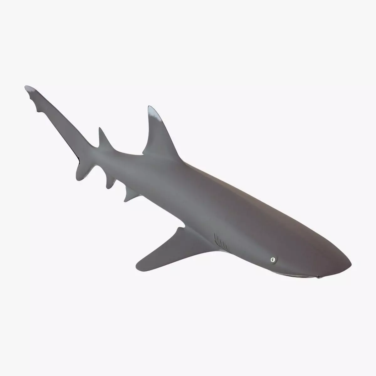 Whitetip Reef Shark Low-poly 3D model_0