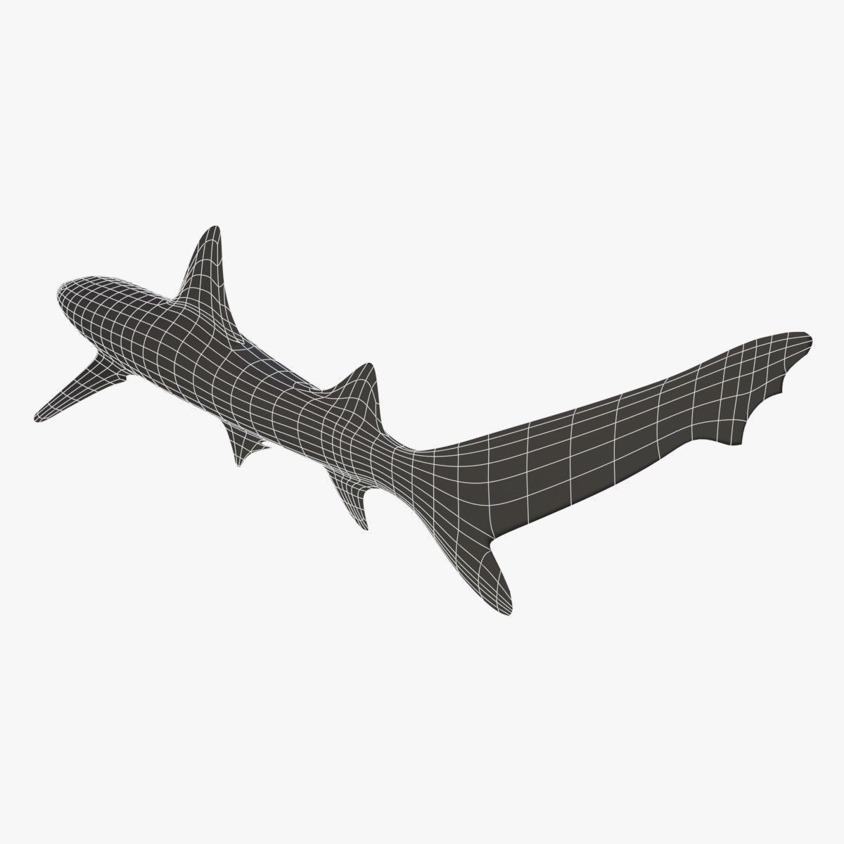 Whitetip Reef Shark Low-poly 3D model_2