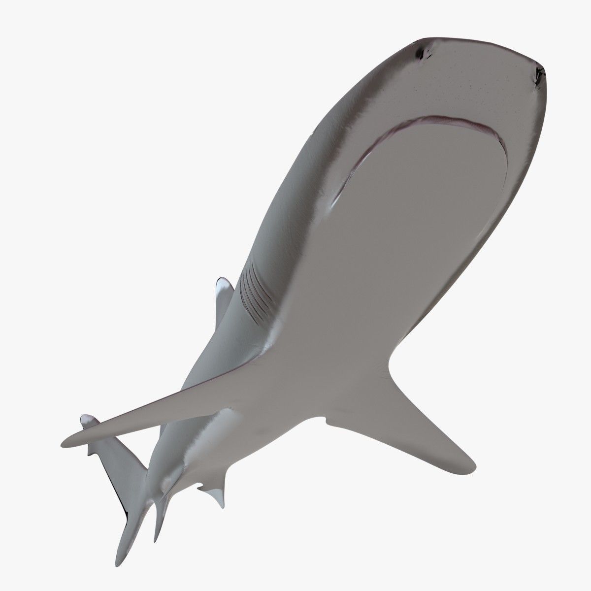 Whitetip Reef Shark Low-poly 3D model_12
