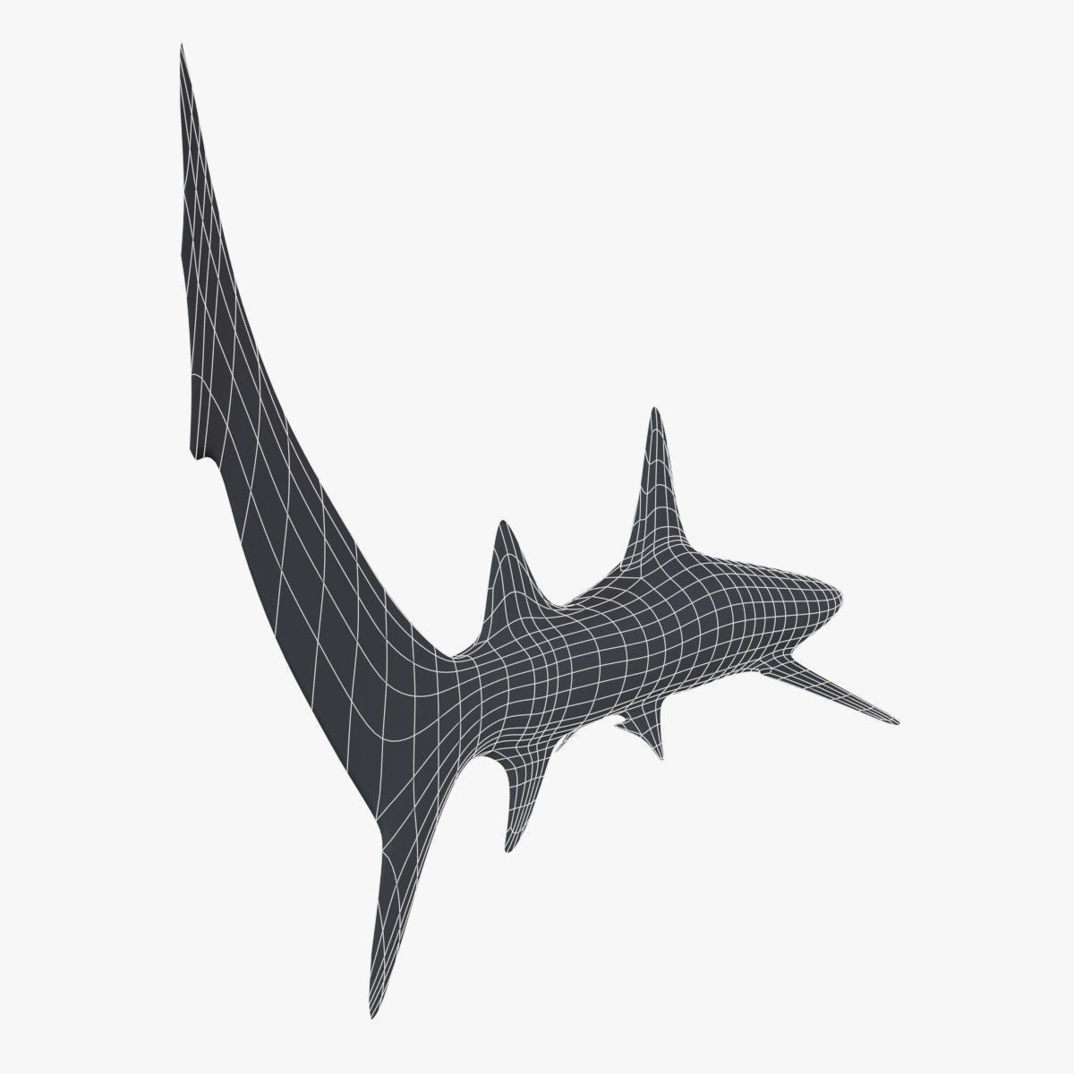 Whitetip Reef Shark Low-poly 3D model_8