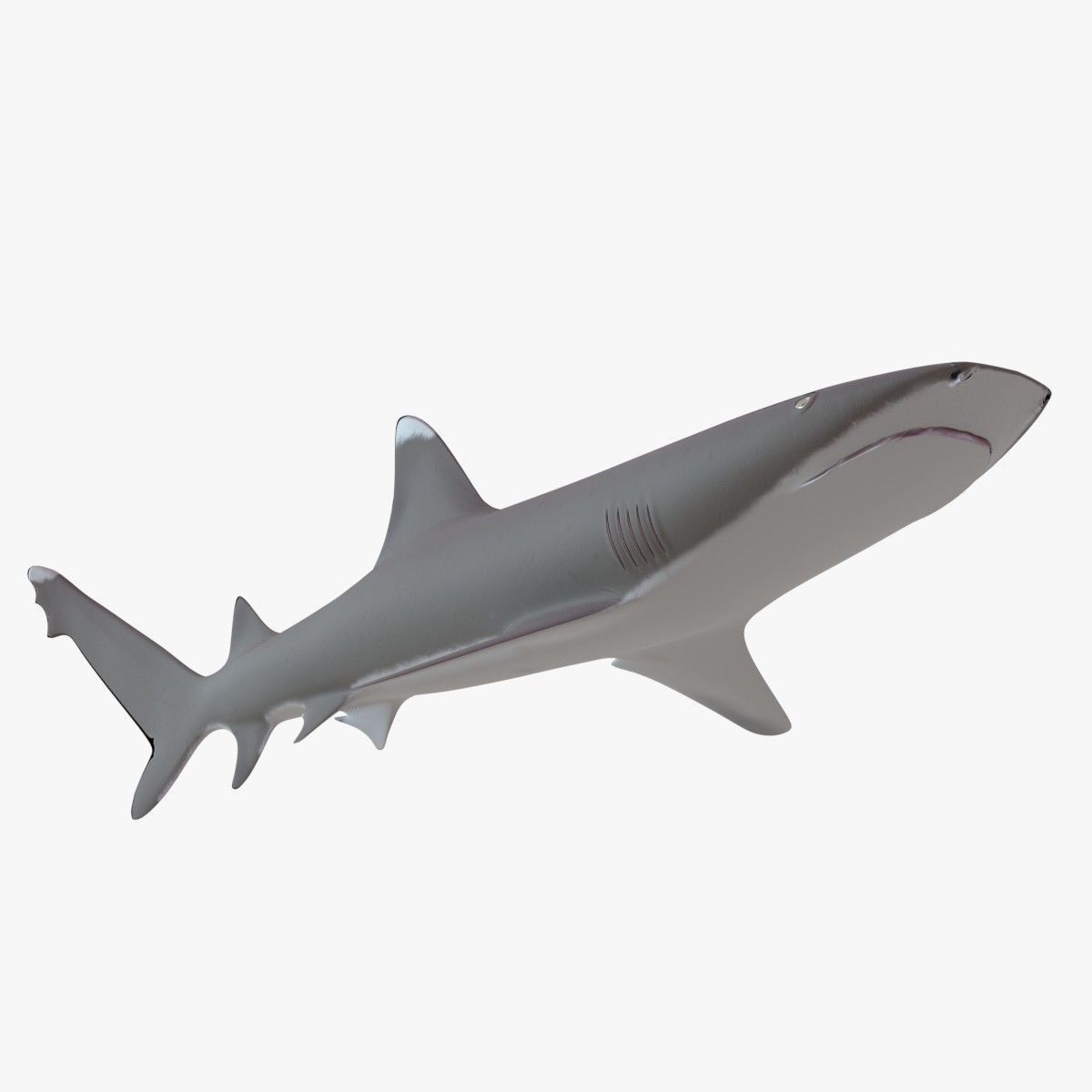 Whitetip Reef Shark Low-poly 3D model_10