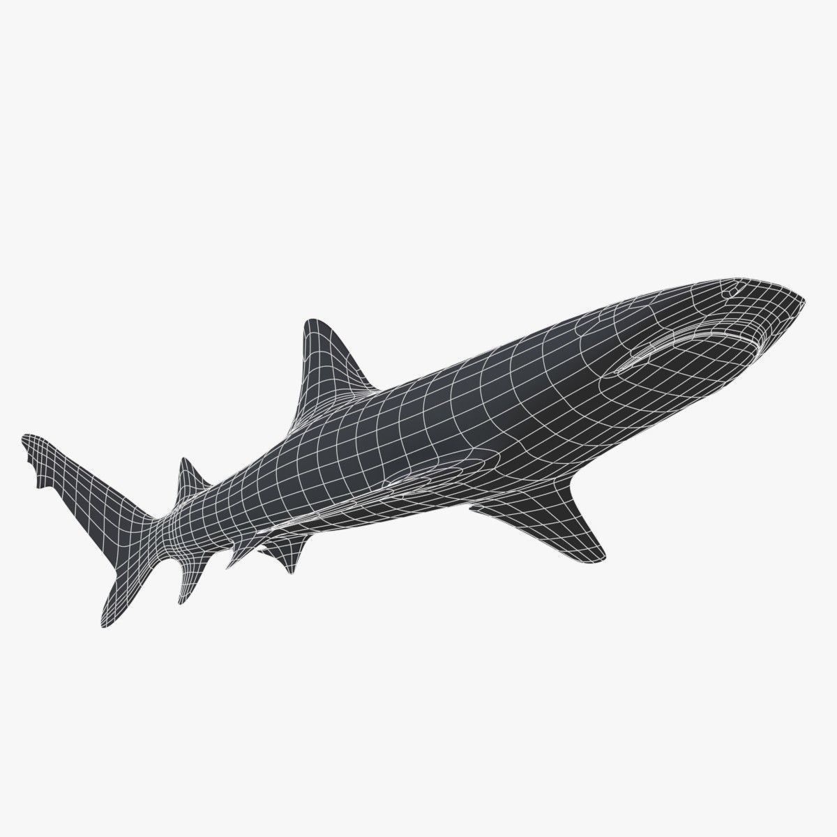 Whitetip Reef Shark Low-poly 3D model_11