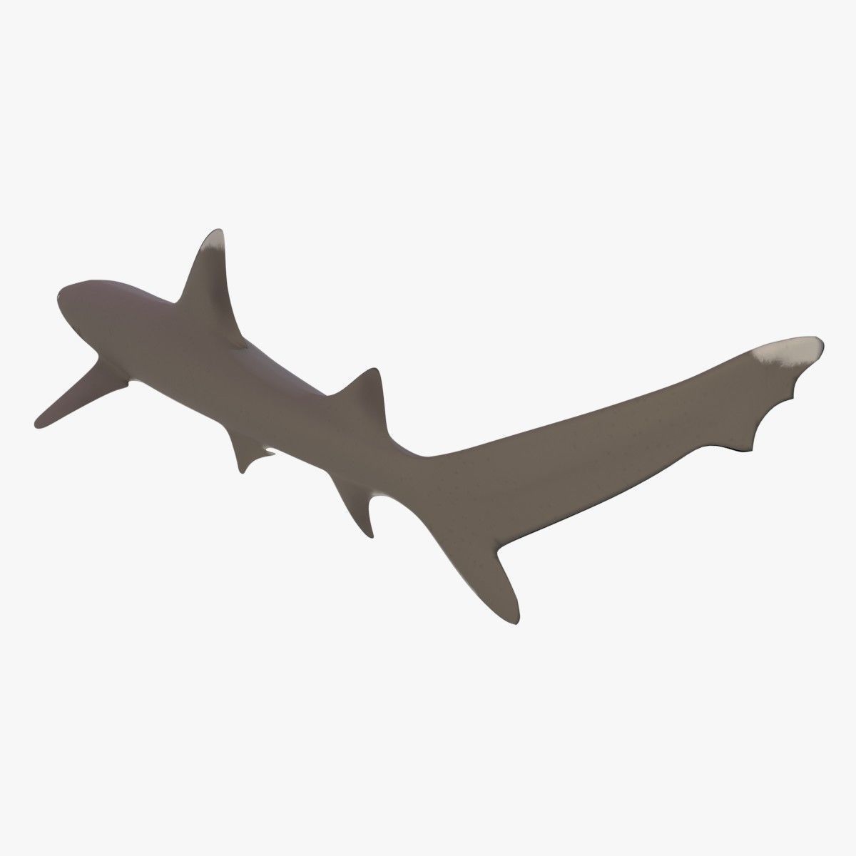 Whitetip Reef Shark Low-poly 3D model_3
