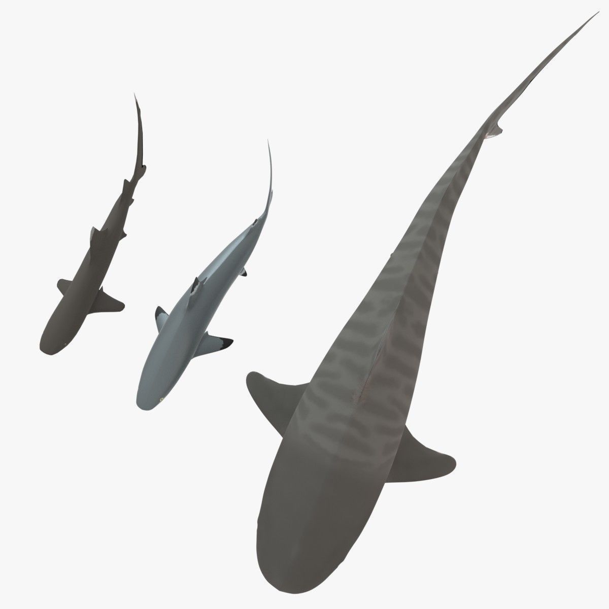 Sharks collection shark Low-poly 3D model_2
