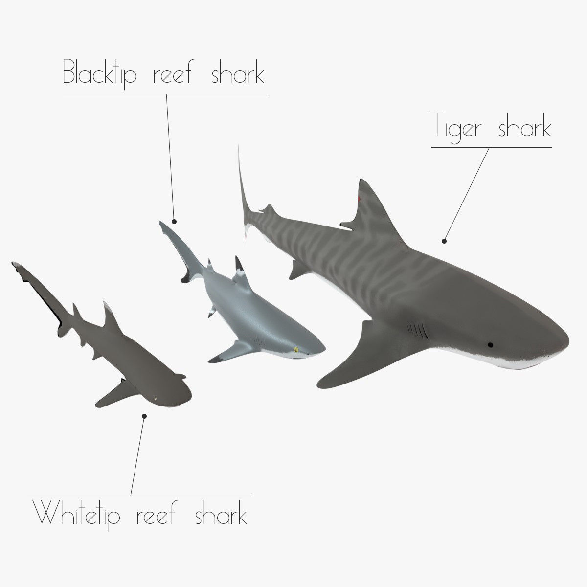 Sharks collection shark Low-poly 3D model_1