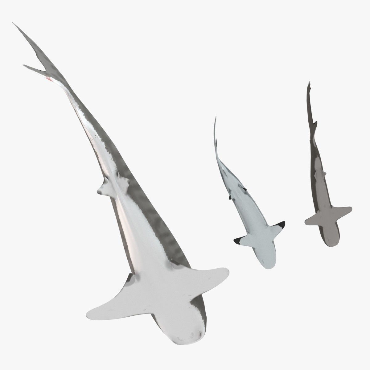 Sharks collection shark Low-poly 3D model_3