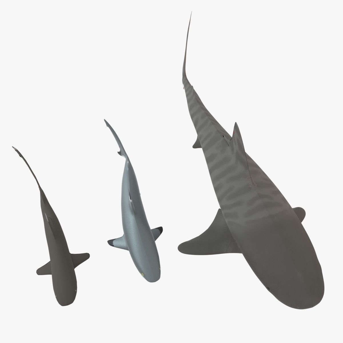 Sharks collection shark Low-poly 3D model_4