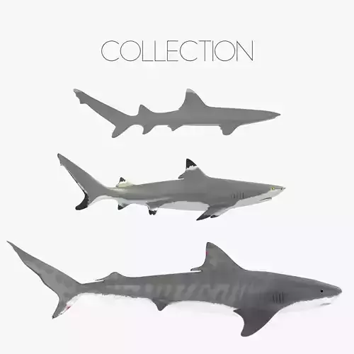 Sharks collection shark Low-poly 3D model