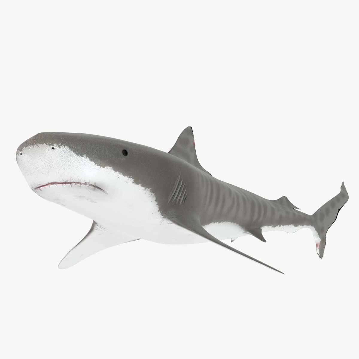 Sharks collection shark Low-poly 3D model_5