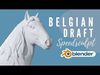Belgian Draft Horse Model for Printing 3D print model_1