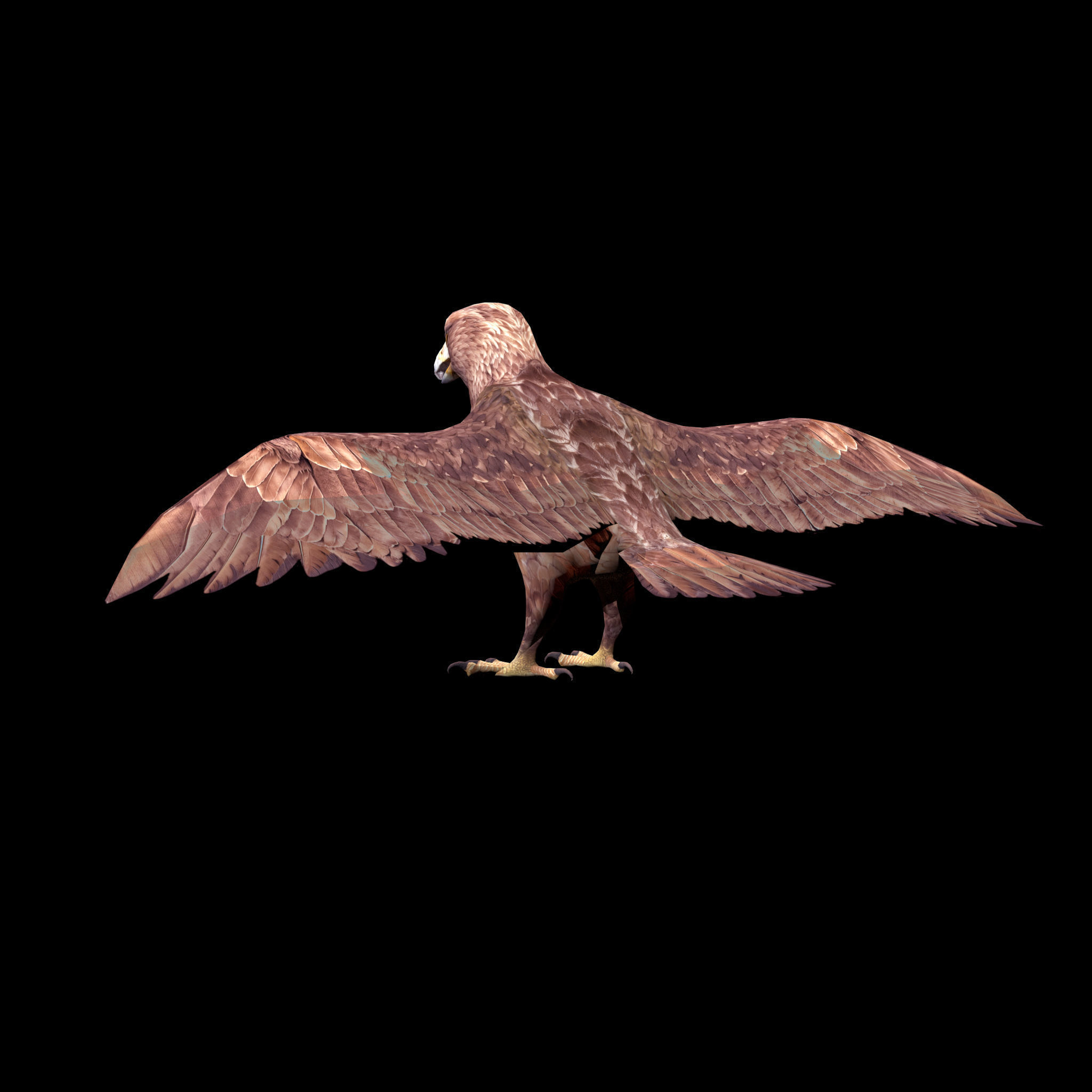 Eagle Rig Low-poly 3D model_6