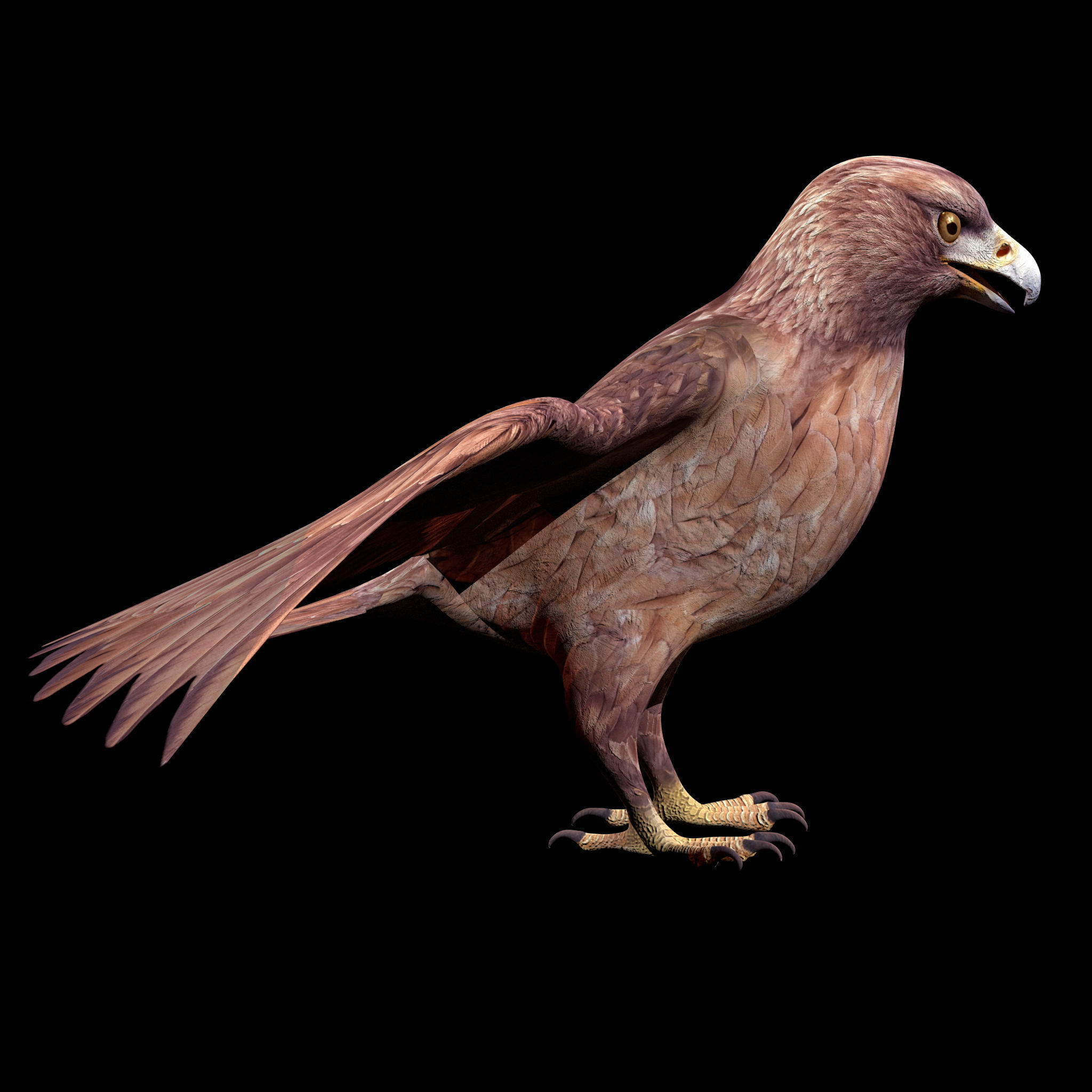 Eagle Rig Low-poly 3D model_5