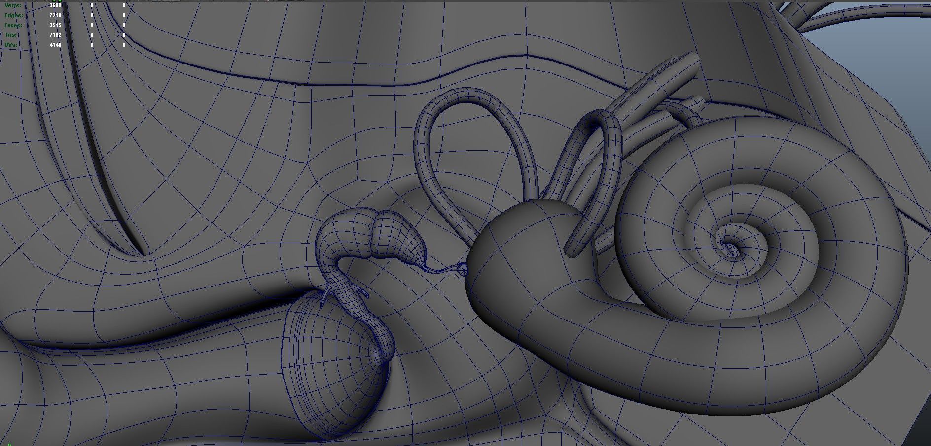 human ear anatomy 3D model_13