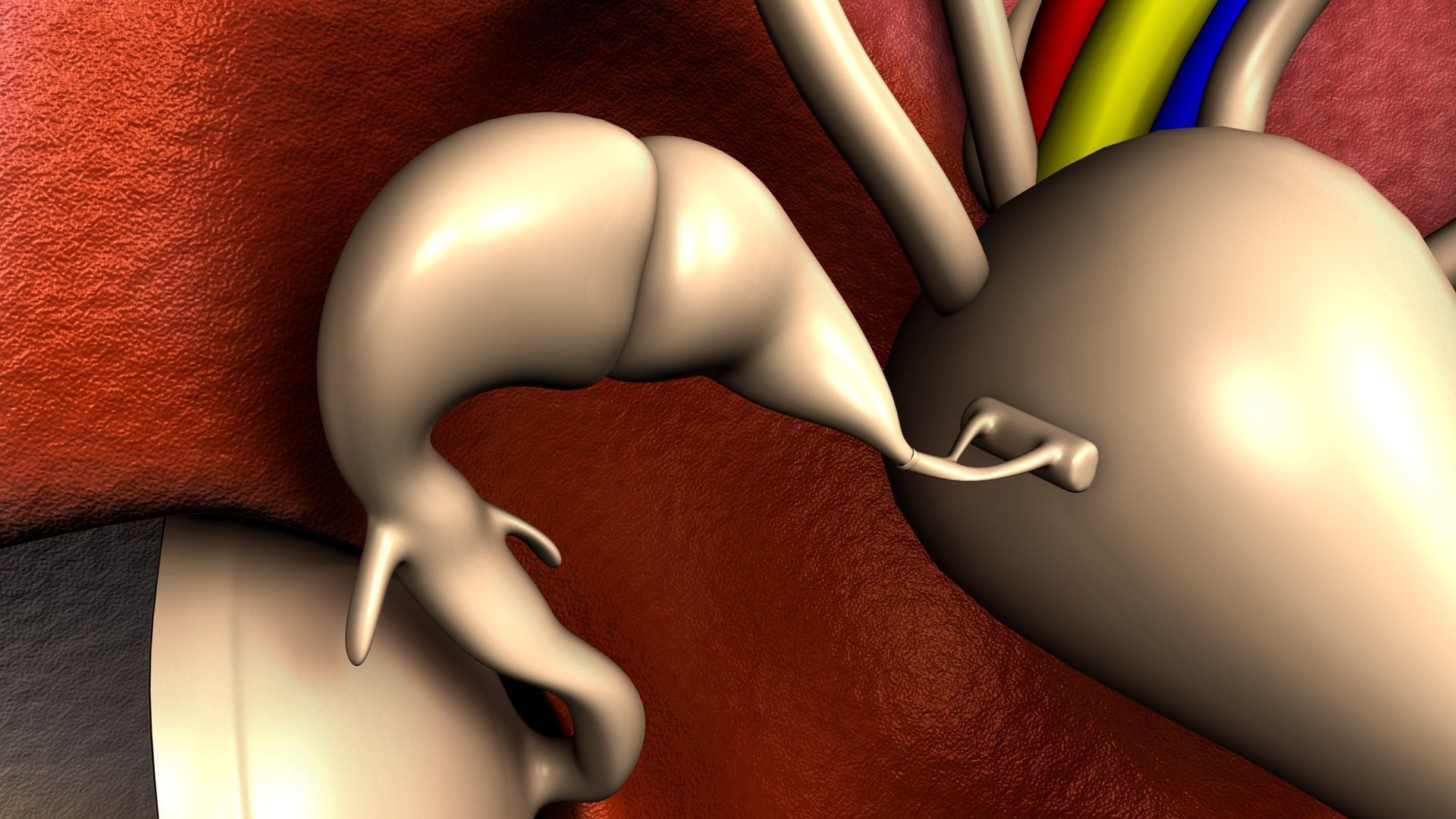 human ear anatomy 3D model_5