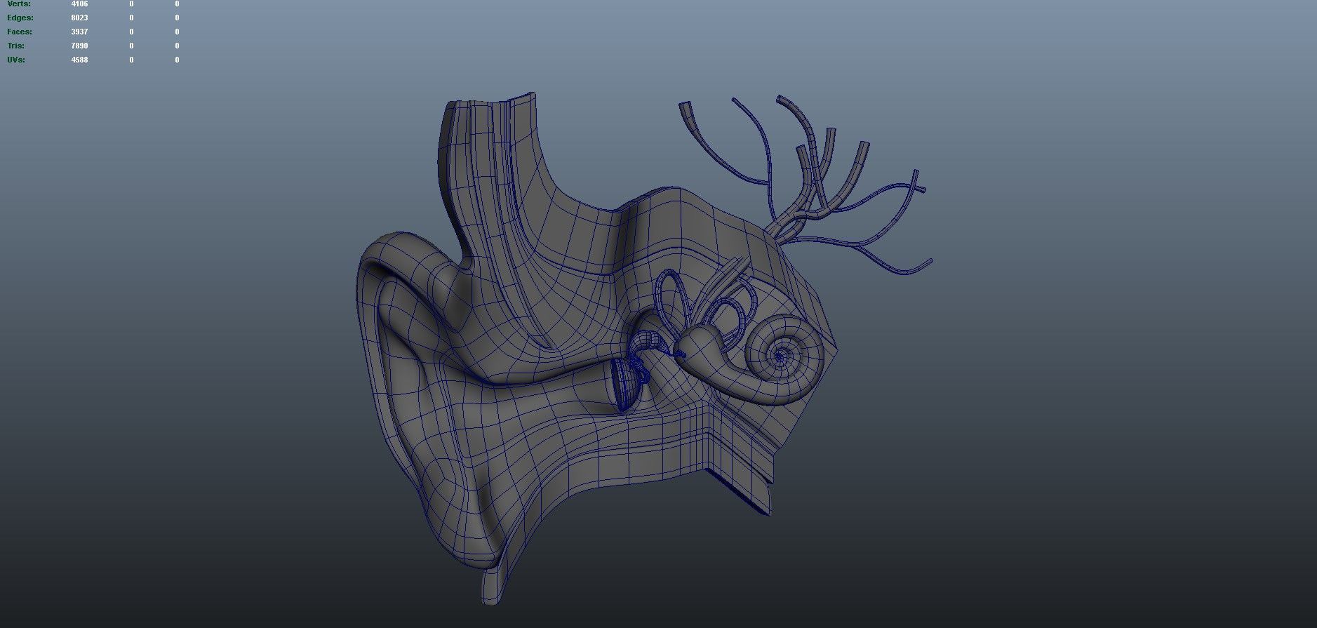 human ear anatomy 3D model_12