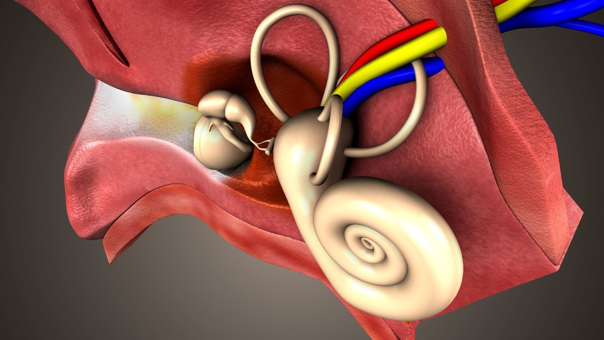 human ear anatomy 3D model_10
