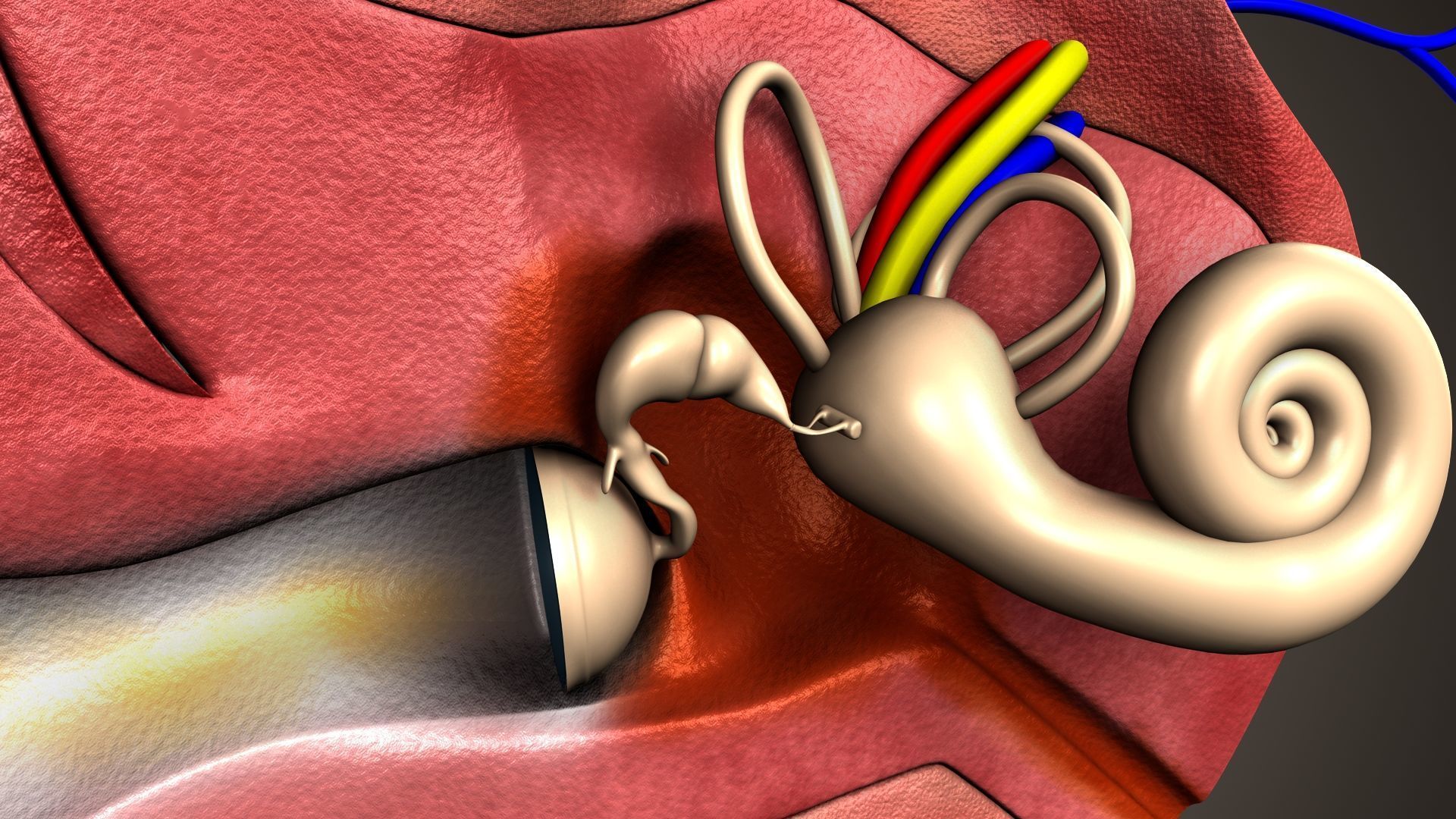 human ear anatomy 3D model_6