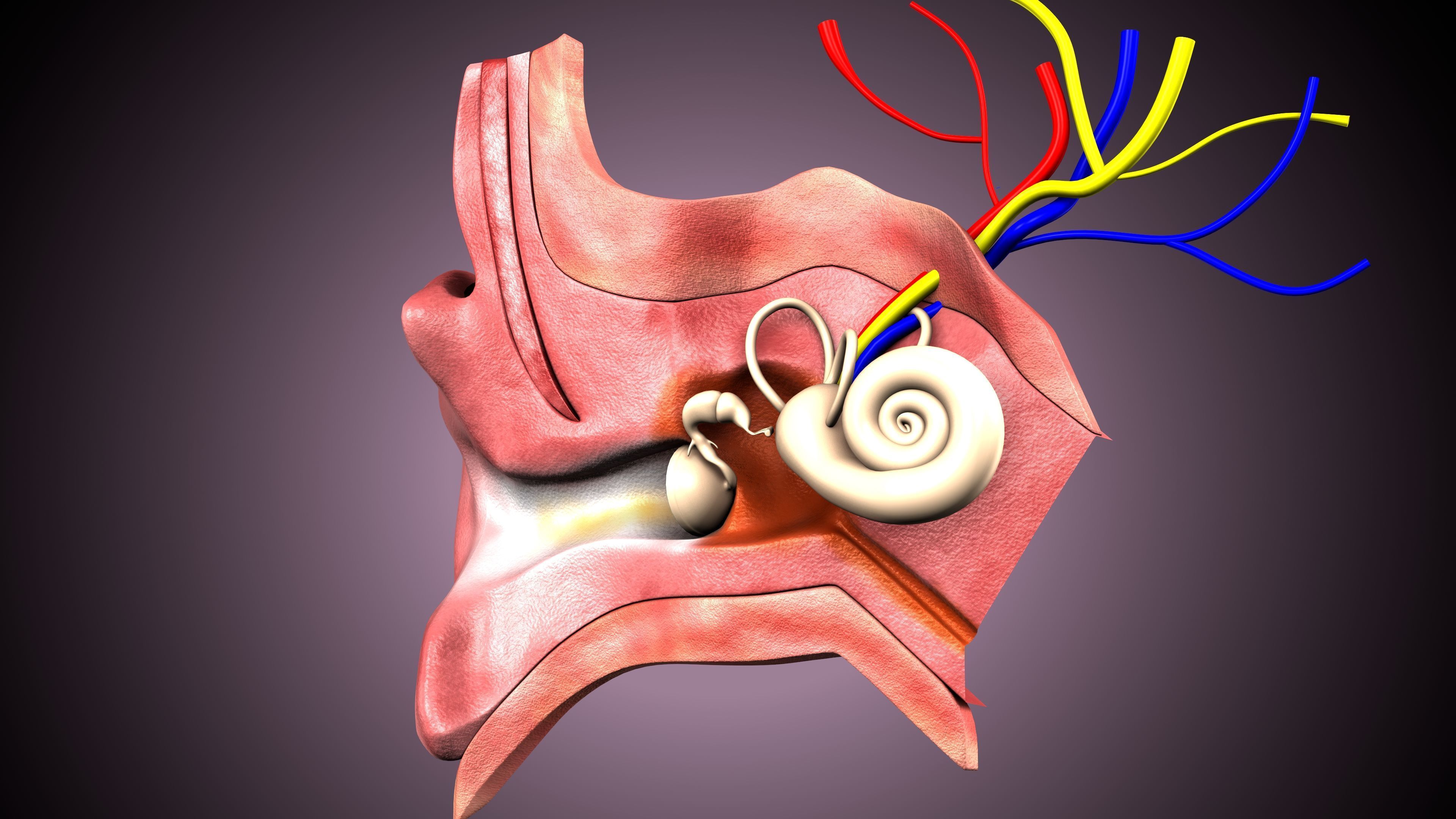 human ear anatomy 3D model_1