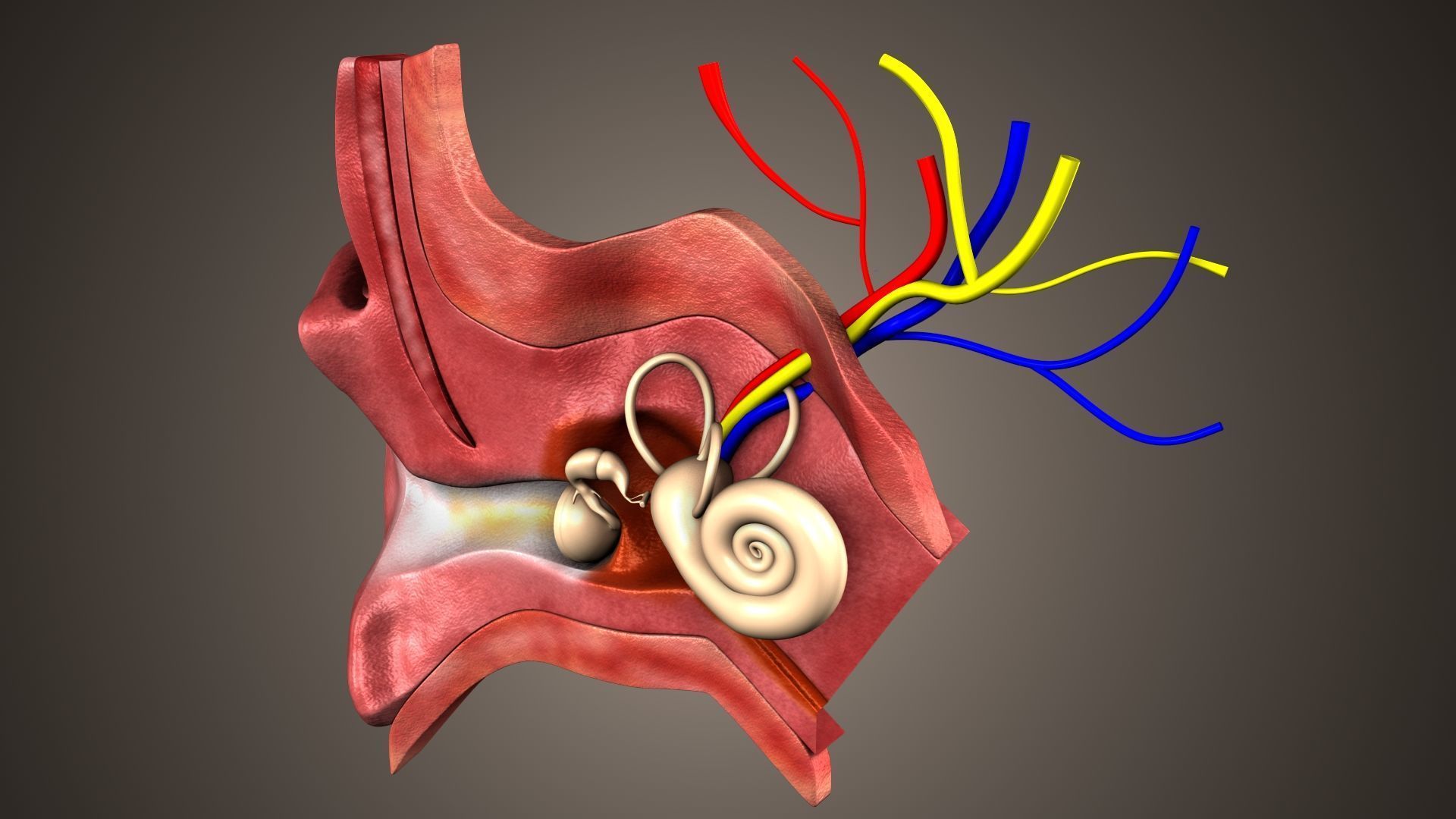 human ear anatomy 3D model_4