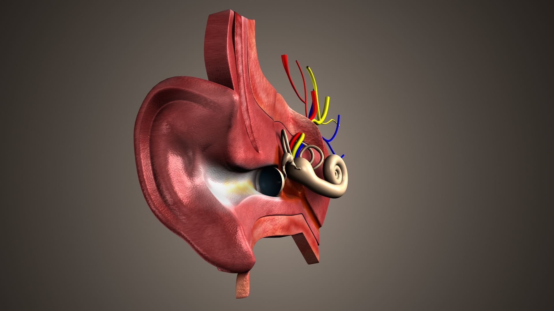 human ear anatomy 3D model_3