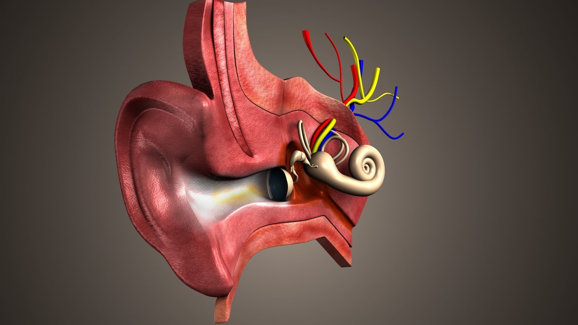 human ear anatomy 3D model_7