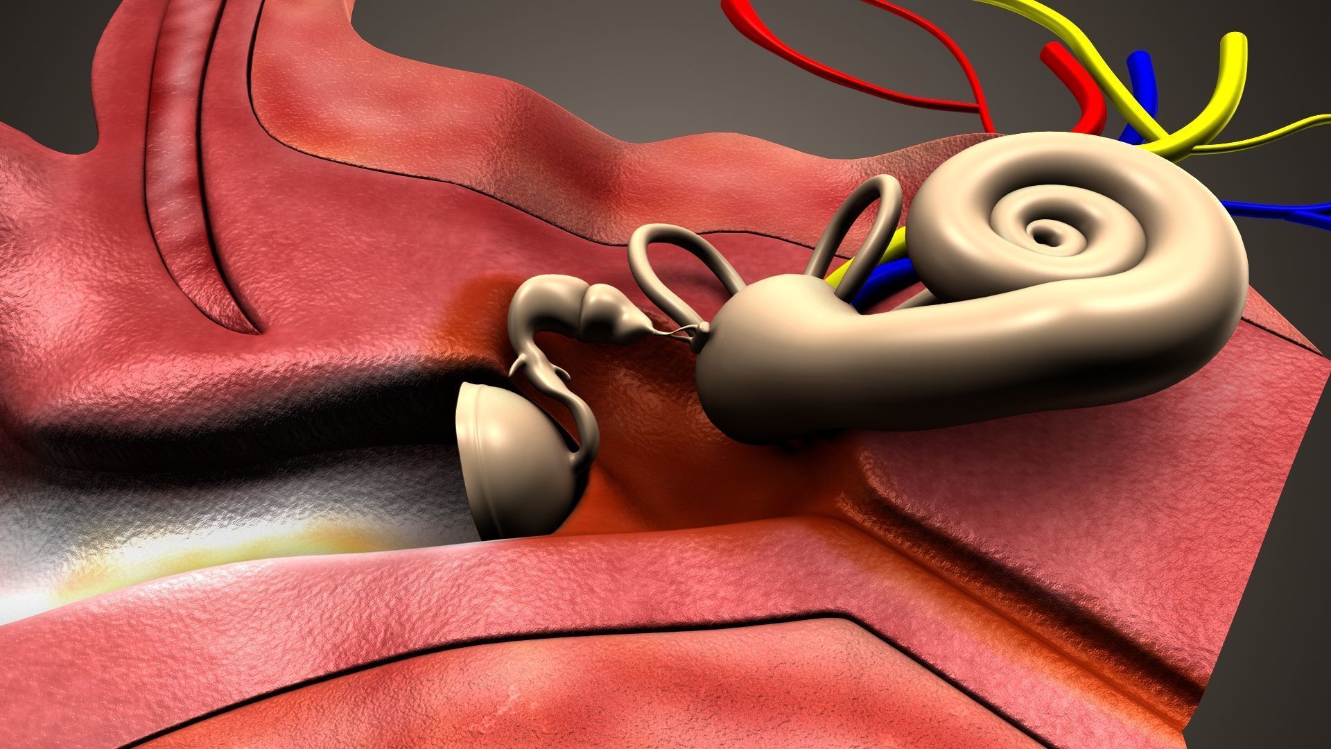 human ear anatomy 3D model_9