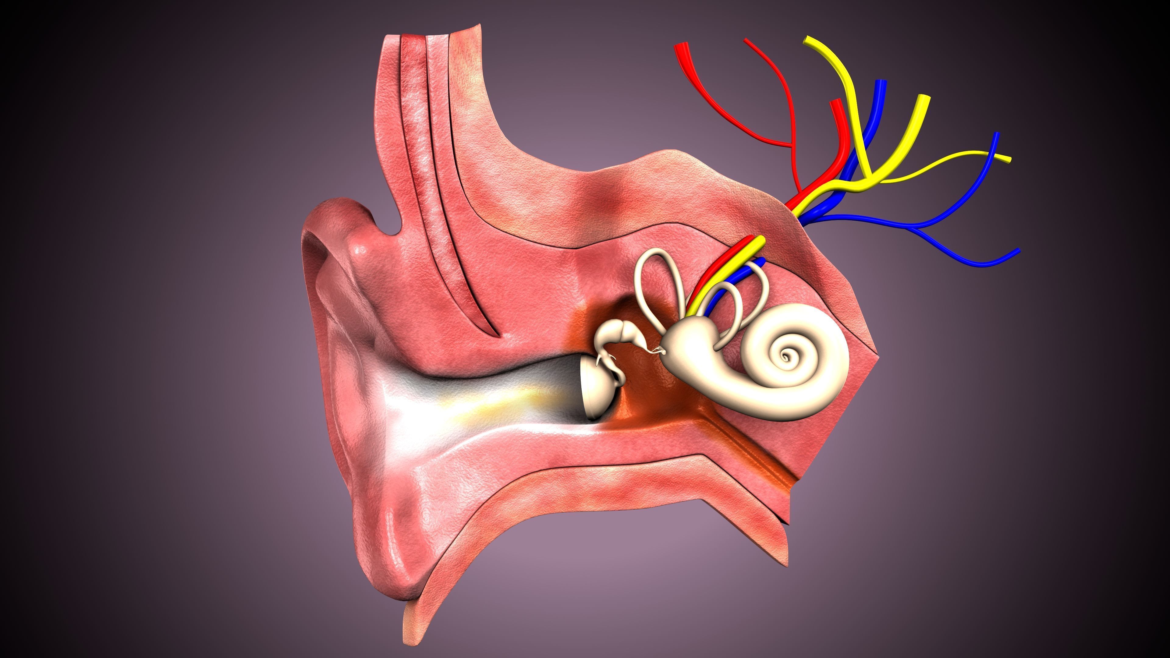 human ear anatomy 3D model_2
