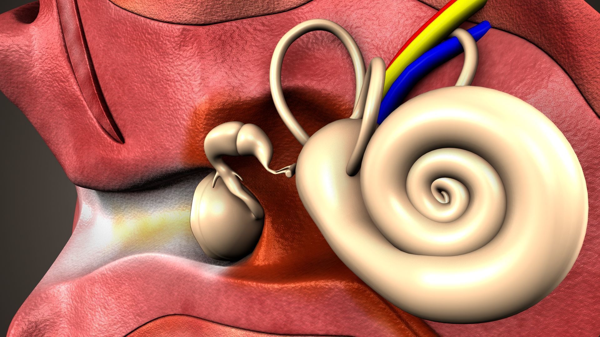 human ear anatomy 3D model_8