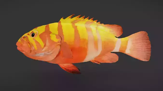 Realistic Neptune Grouper Animated 3D model