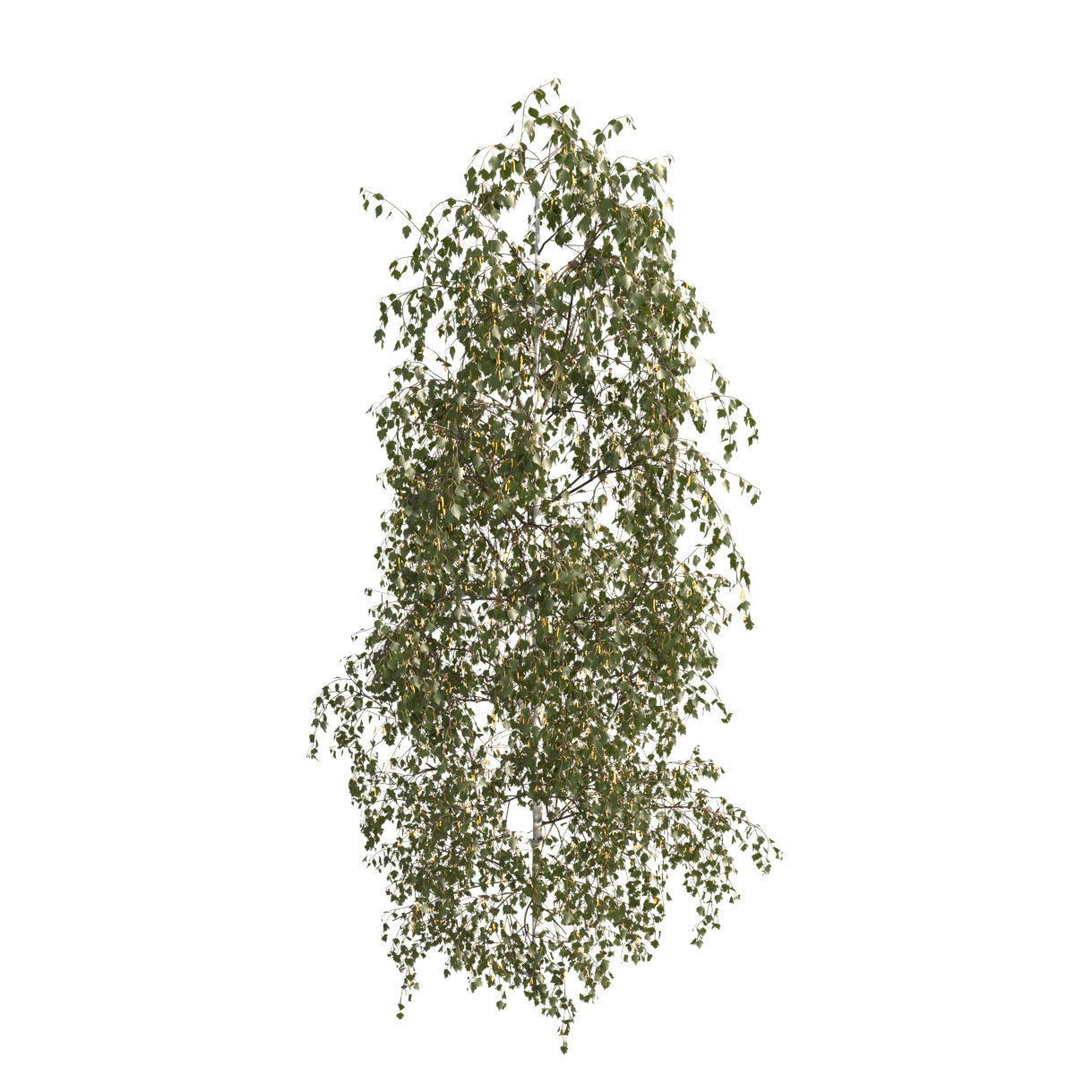Betula pendula 101SU V2 3D model_2