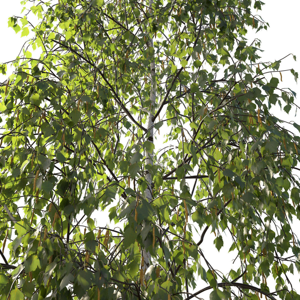 Betula pendula 101SU V2 3D model_5