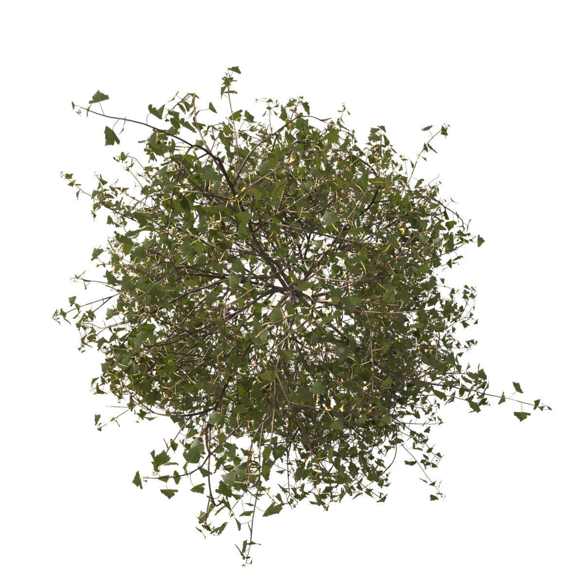 Betula pendula 101SU V2 3D model_3