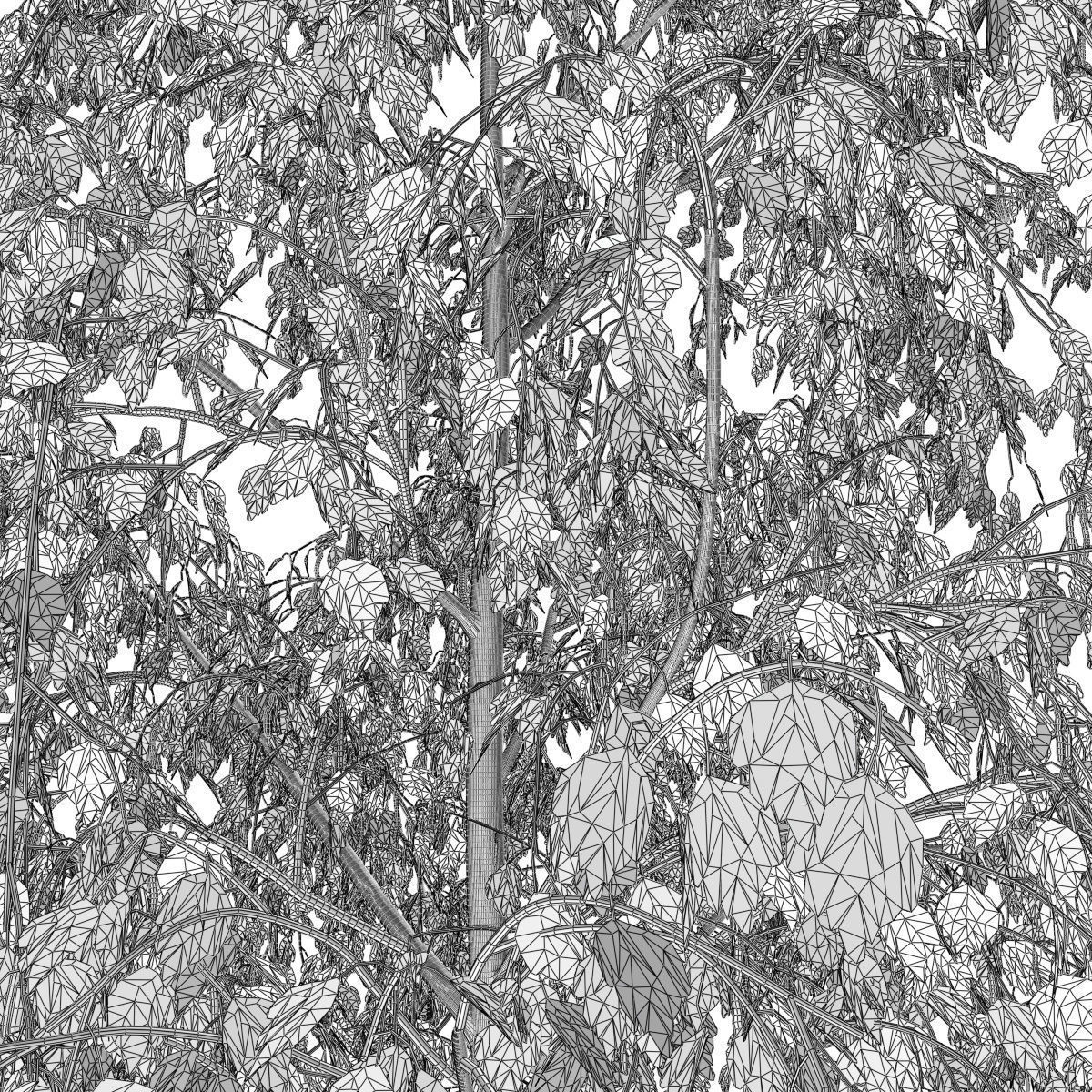 Betula pendula 101SU V2 3D model_6