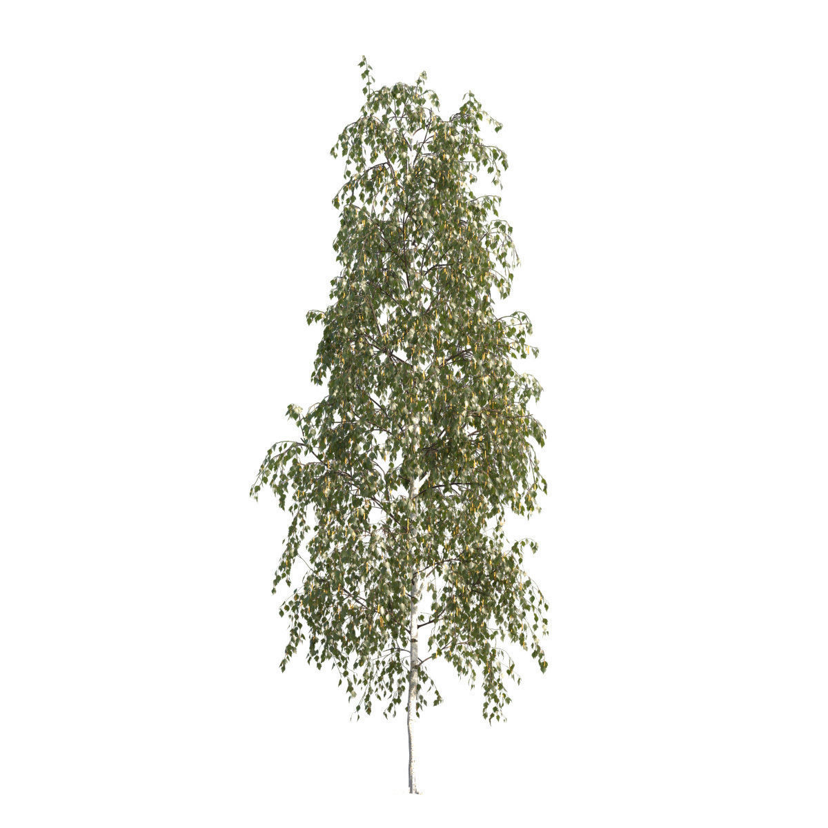 Betula pendula 101SU V2 3D model_1