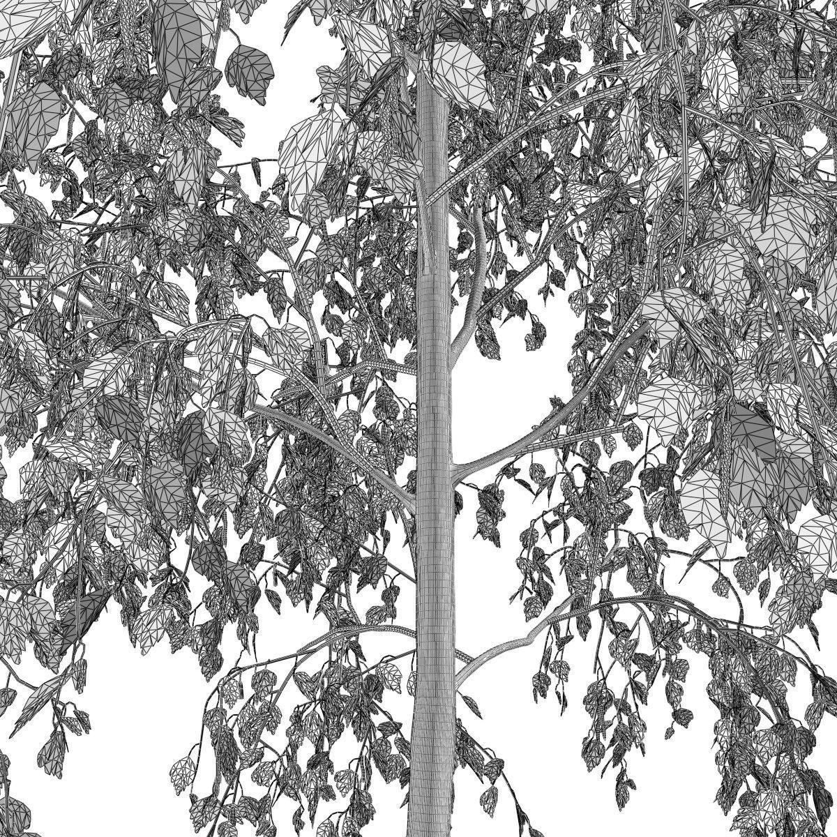 Betula pendula 101SU V2 3D model_8