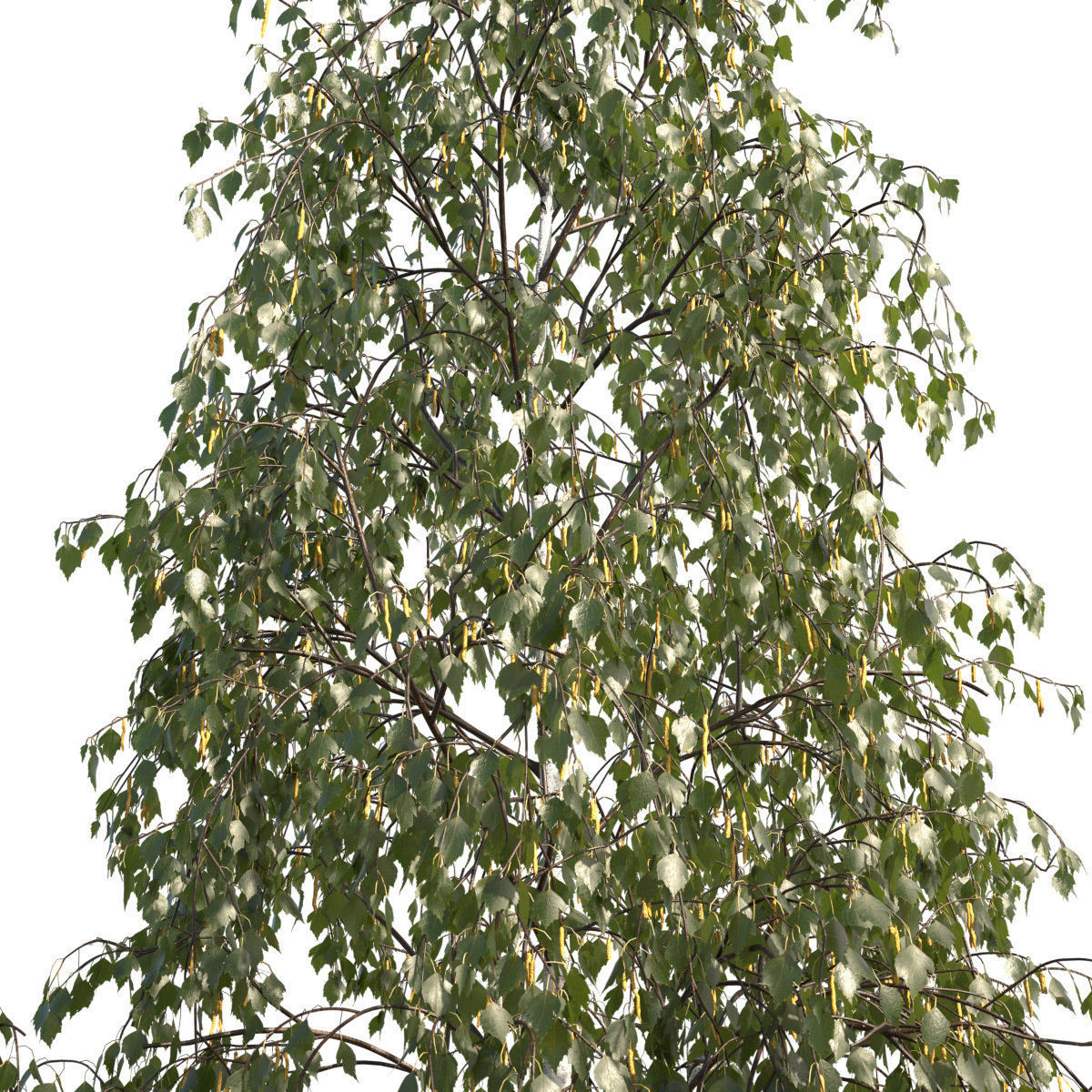 Betula pendula 101SU V2 3D model_4