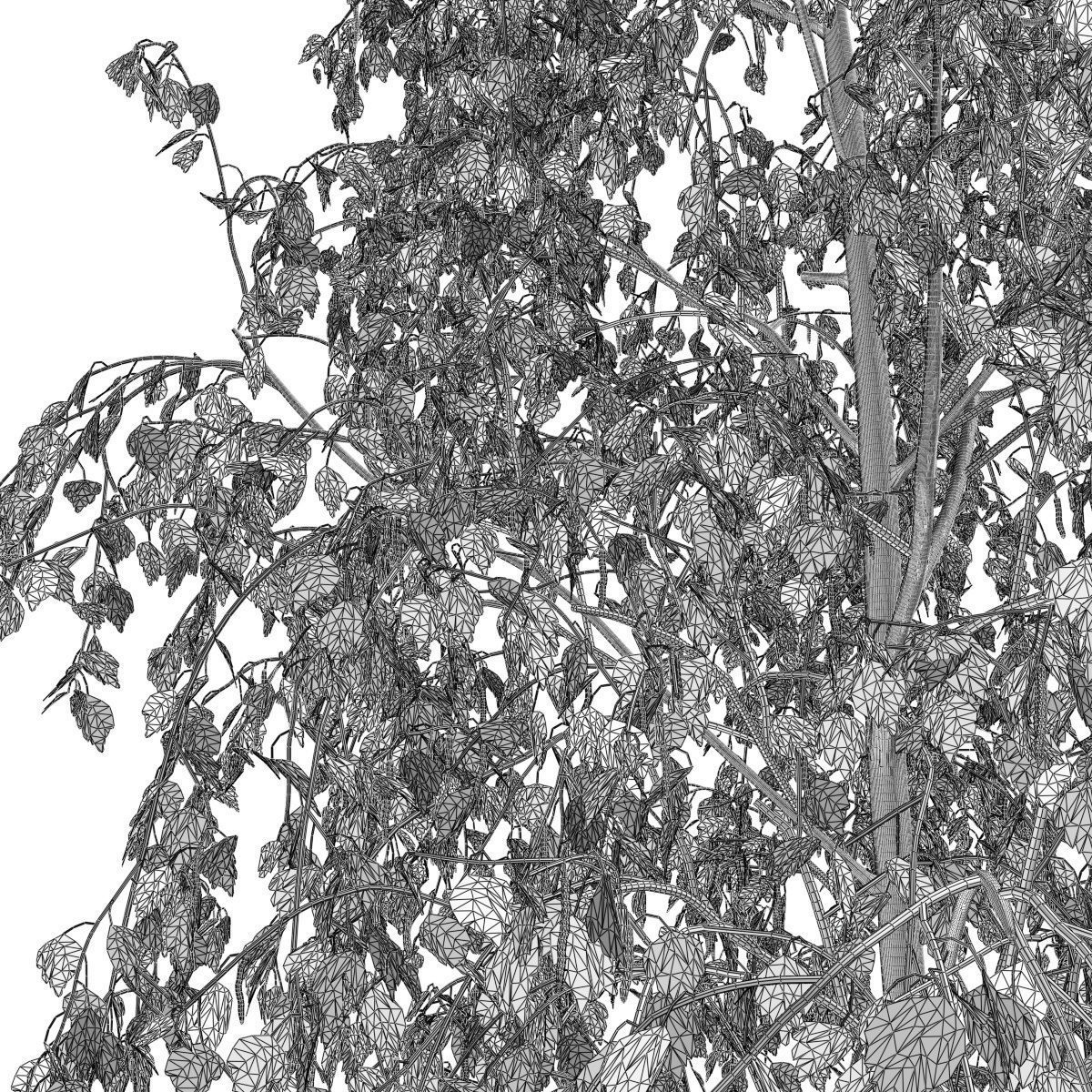 Betula pendula 101SU V2 3D model_7