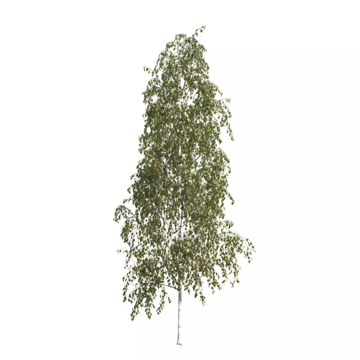 Betula pendula 101SU V2 3D model_0