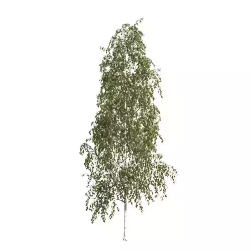 Betula pendula 101SU V2