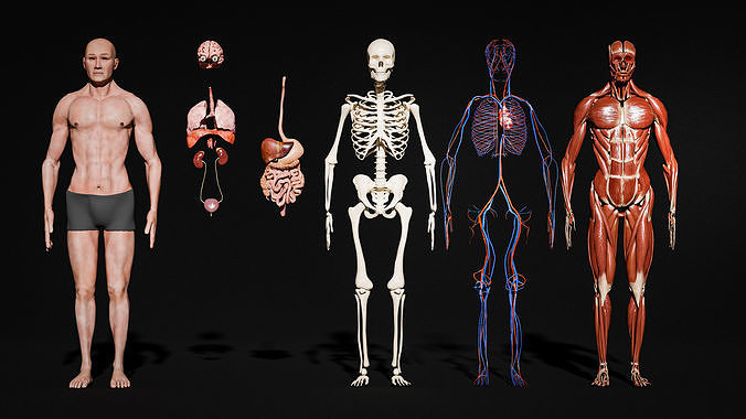 Full Human Body Anatomy animated Low-poly 3D model