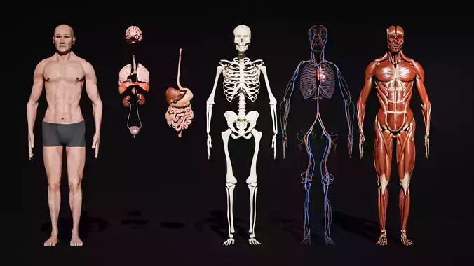 Full Human Body Anatomy animated Low-poly 3D model