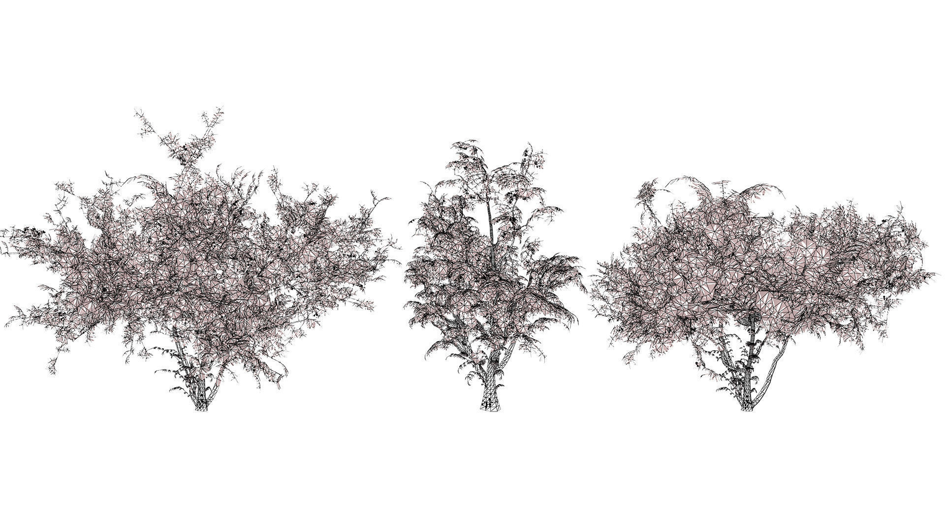 South African Wild Plum Tree 3D Model Pack Low-poly 3D model_8