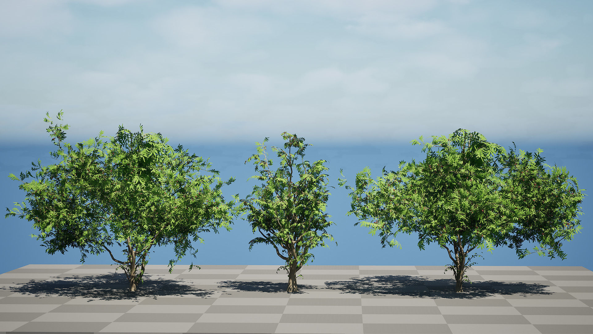 South African Wild Plum Tree 3D Model Pack Low-poly 3D model_3