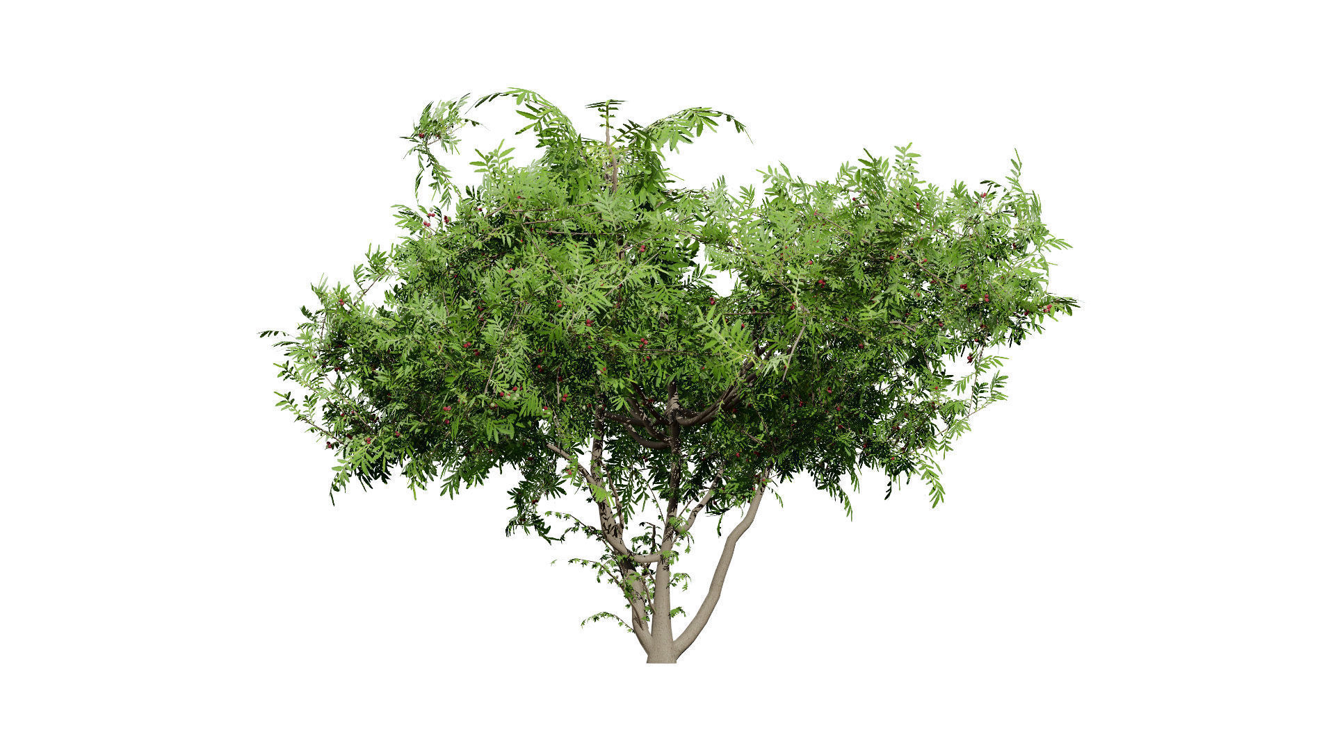 South African Wild Plum Tree 3D Model Pack Low-poly 3D model_2